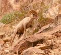 Desert Bighorn Sheep-6006.jpg